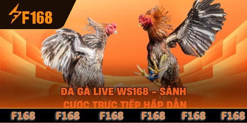 Đá Gà Live WS168 - Sảnh Cược Trực Tiếp Hấp Dẫn