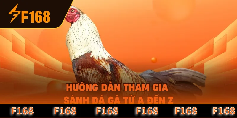Hướng dẫn tham gia sảnh đá gà từ A đến Z