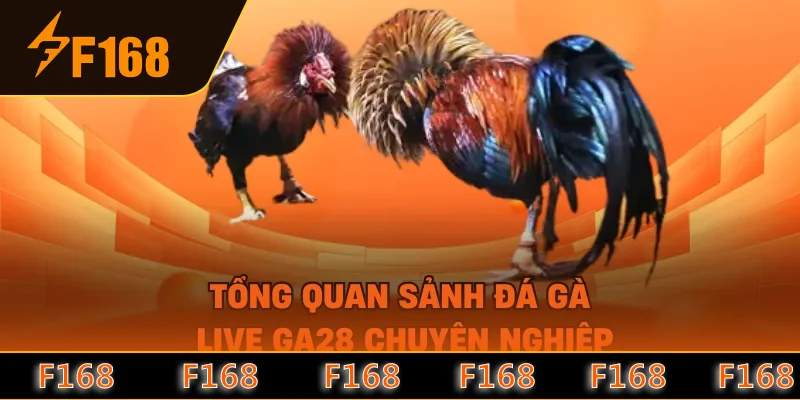 Tổng quan sảnh đá gà live GA28 chuyên nghiệp