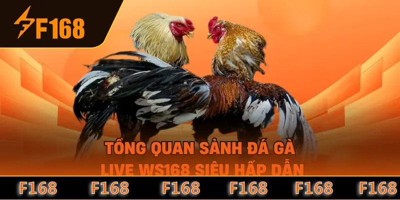 Tổng quan sảnh đá gà live WS168 siêu hấp dẫn